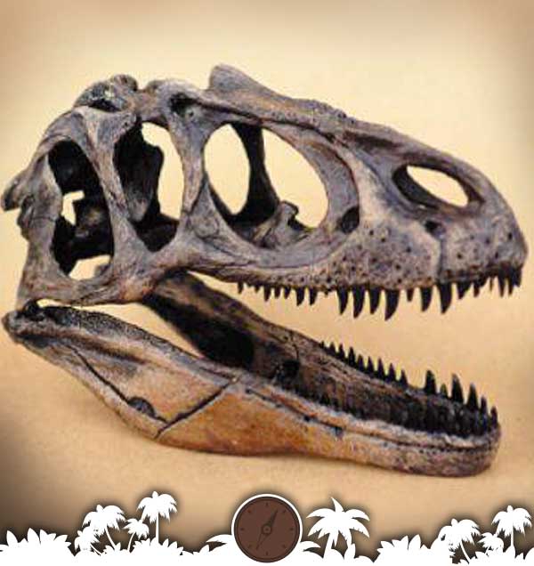 Allosaurus Dinosaur Skull